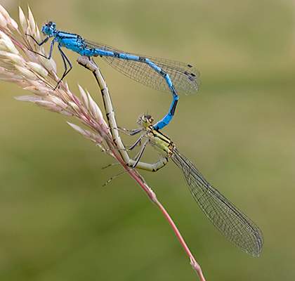 Common blue damselflies paired.jpg